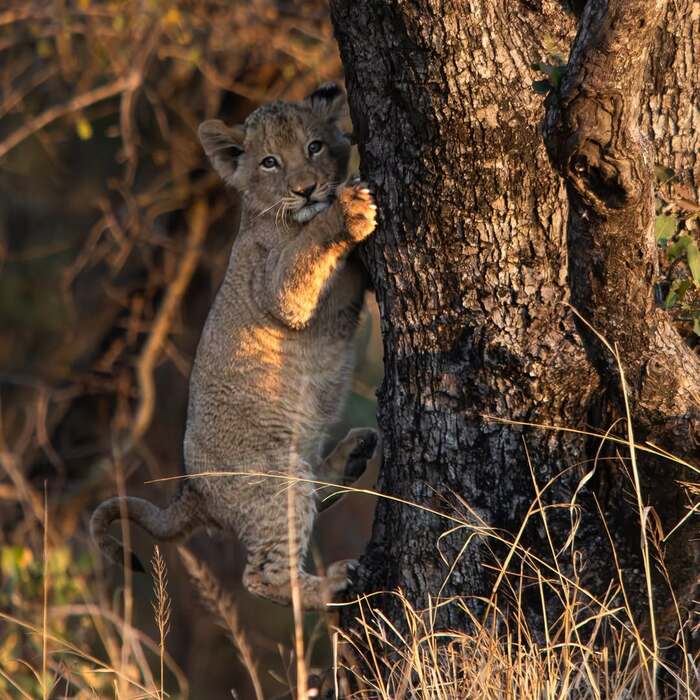 Восхождение