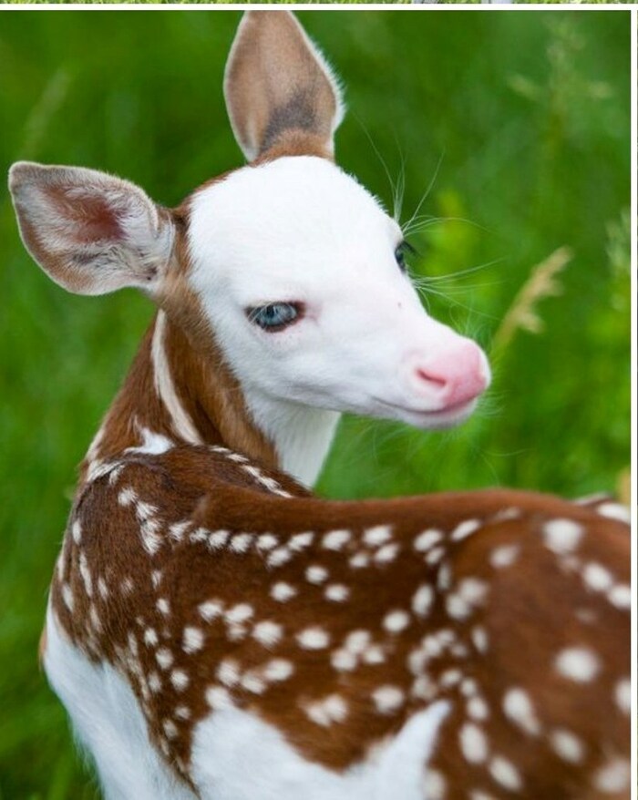 Оленёнок пиебальда