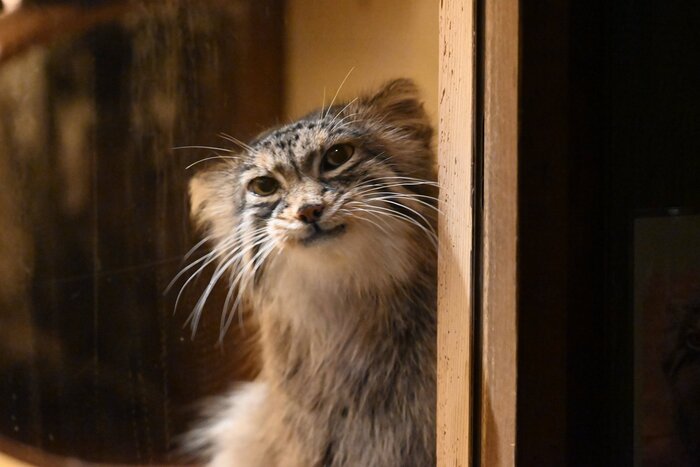 Это я пытаюсь быть милым