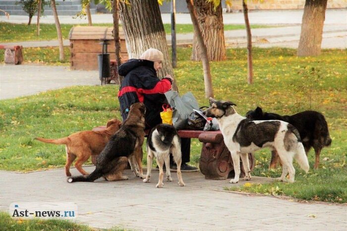 Астраханские защитники бродячих собак продолжают судиться с региональными властями