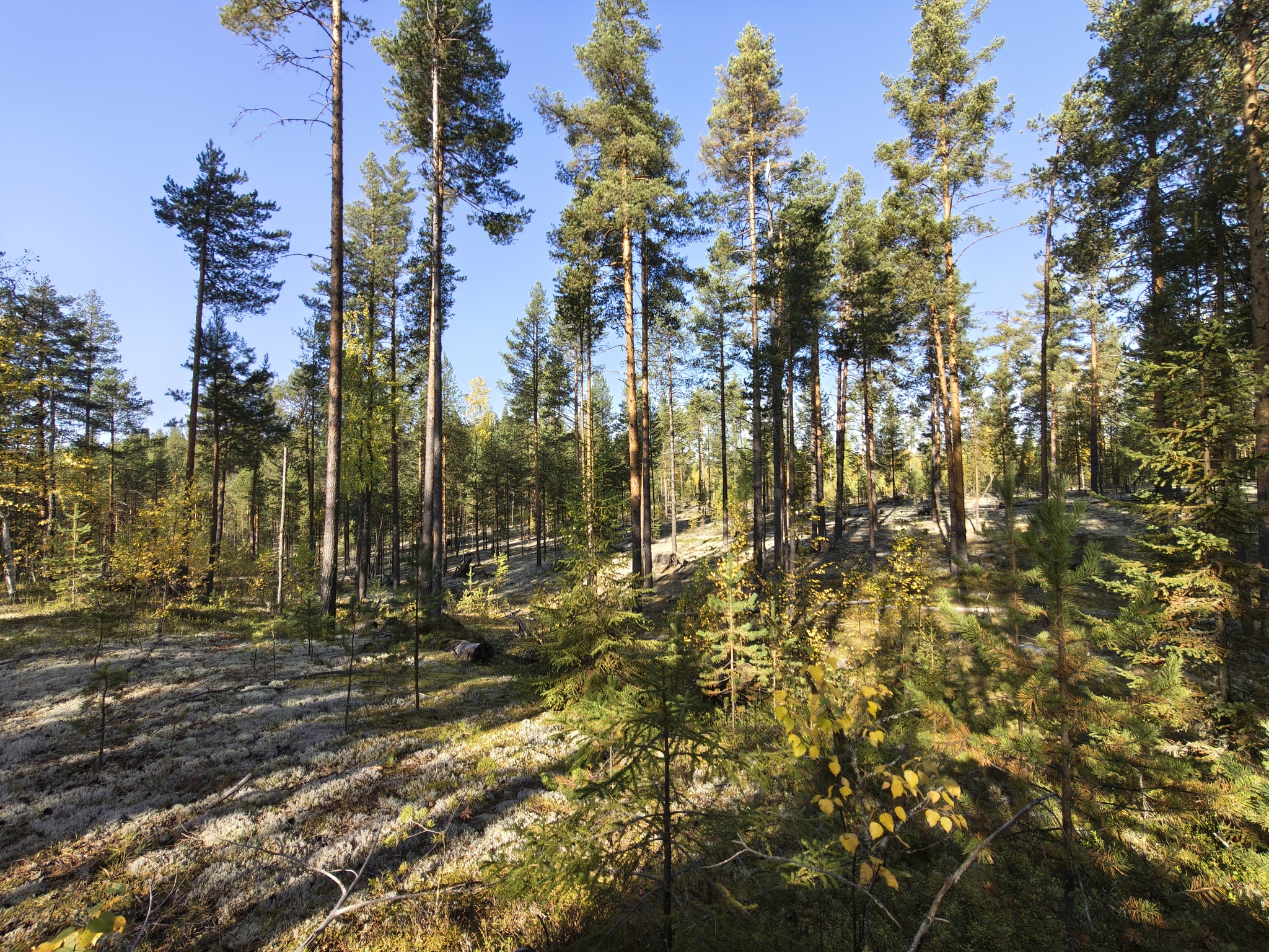 Reply to the post I just want to share a photo I found in my archive - My, Bonfire, Its own atmosphere, Cosiness, Hot coals, Komi, Syktyvkar, Nature, Relaxation, Night, Polar Lights, Camping, Video, Video VK, Short videos, Vertical video, Reply to post, Longpost, A wave of posts