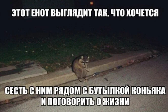 Грустный енот :(