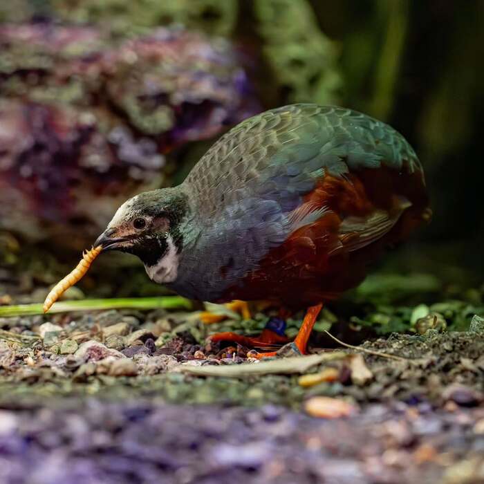 Расписной перепел поймал личинку мучного жука