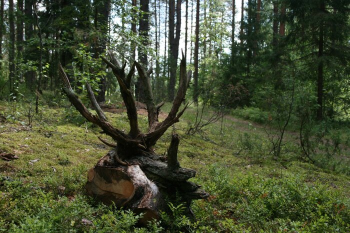Ответ на пост «Просто хочу поделиться фотографией, которую у себя нашел а архиве»