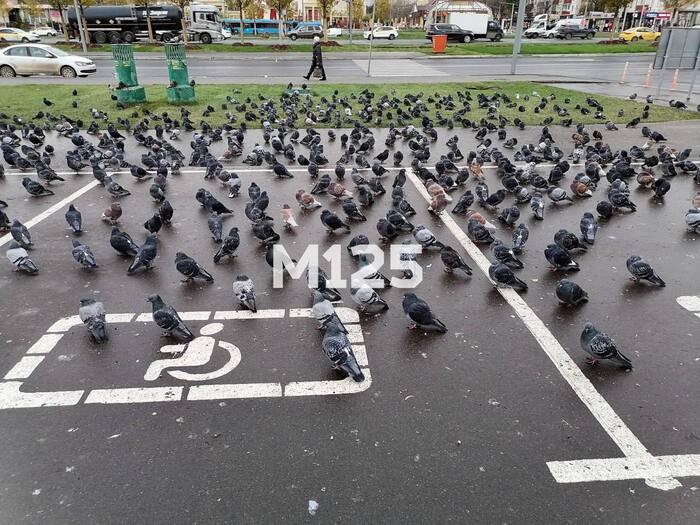Стаю из тысячи голубей заснял москвич (и напрягся)