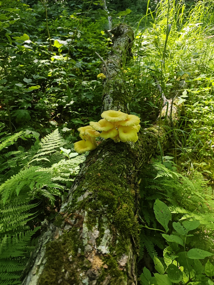 Ответ на пост «Просто хочу поделиться фотографией, которую у себя нашел а архиве»