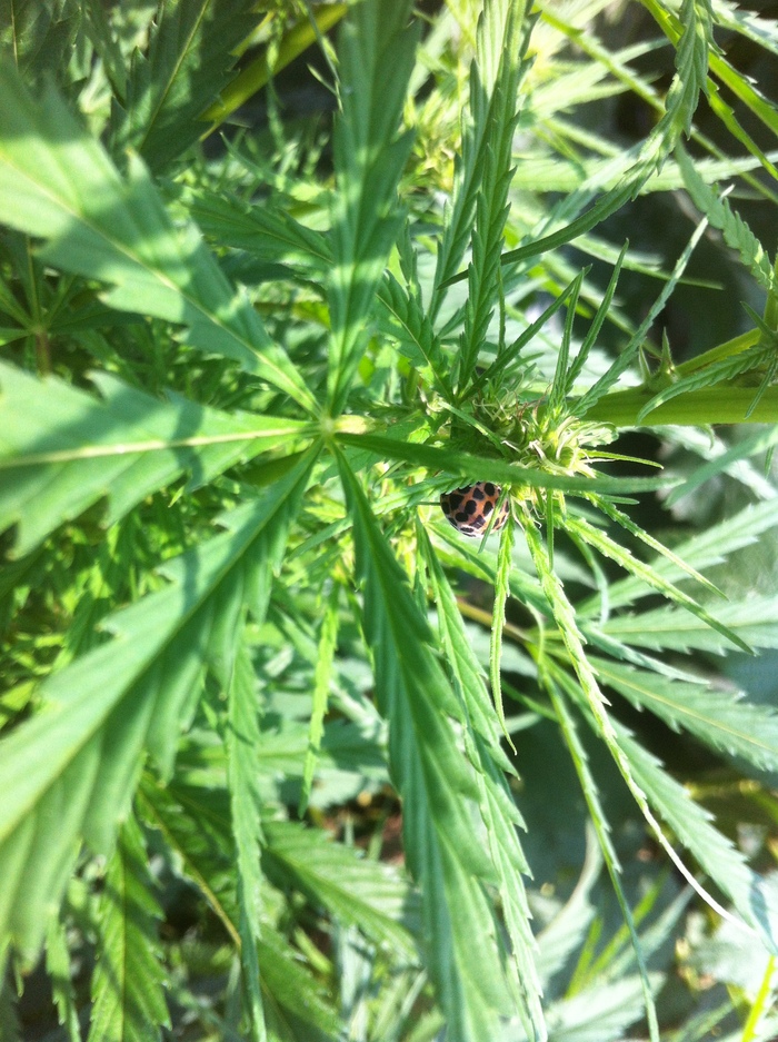 божья коровка