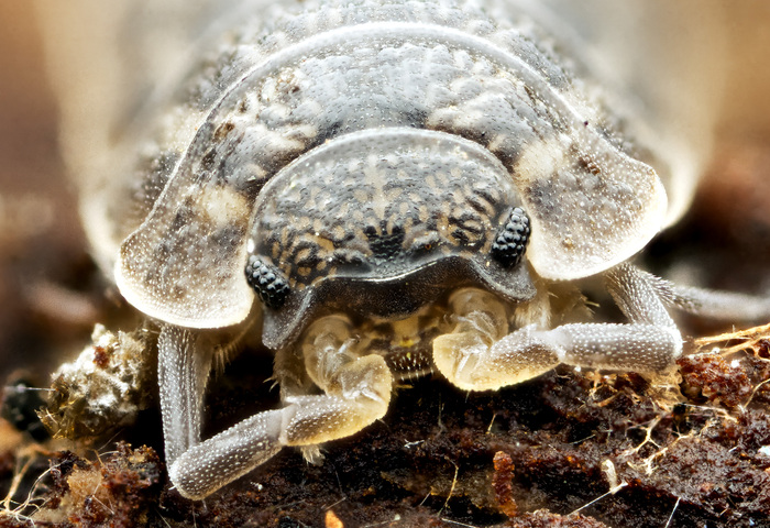Вид не знаю, но подозреваю, что что-то банальное. Стэкинг, понятное дело, кадров 40.