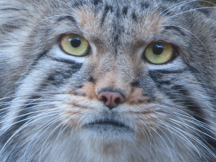 Крупным планом