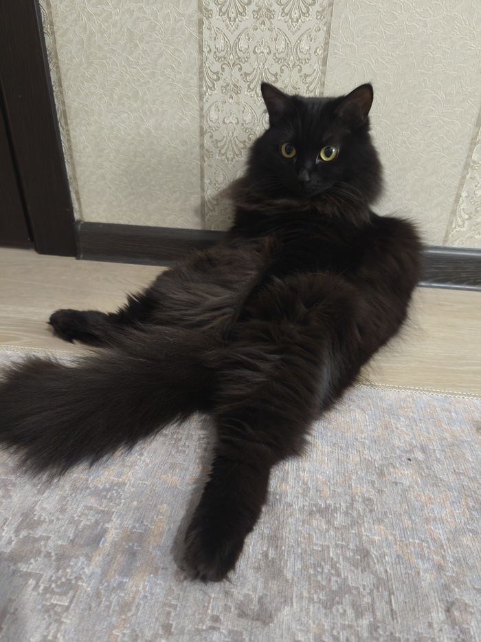 Кошочбка задумалась