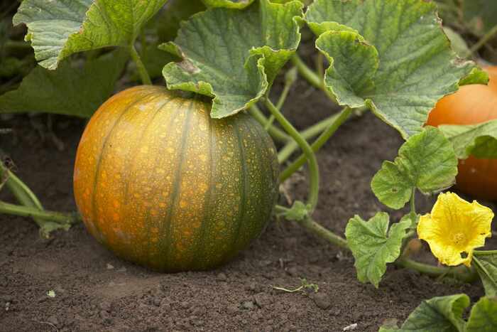 Тыква обыкновенная. Фото с сайта <!--noindex--><a href="https://pikabu.ru/story/ovoshchi_tyikva_13345450?u=http%3A%2F%2Fpinterest.com&t=pinterest.com&h=2ff2c69448f2e8e1907ad321a6afe8f2b378d982" title="http://pinterest.com" target="_blank" rel="nofollow noopener">pinterest.com</a><!--/noindex-->.