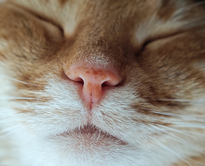 Любимые веснушки 🧡