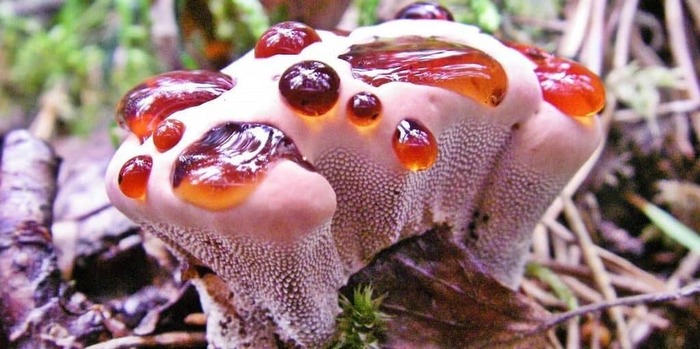      !    <!--noindex--><a href="https://pikabu.ru/story/gribyi_ezhovik_krovotochashchiy_13349354?u=http%3A%2F%2Flozhka-povarezhka.ru&t=lozhka-povarezhka.ru&h=b9600fcf5a96e4ef985304a67a8e6cc48b328ed1" title="http://lozhka-povarezhka.ru" target="_blank" rel="nofollow noopener">lozhka-povarezhka.ru</a><!--/noindex-->.