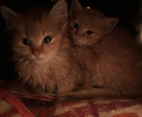 ��� ��������