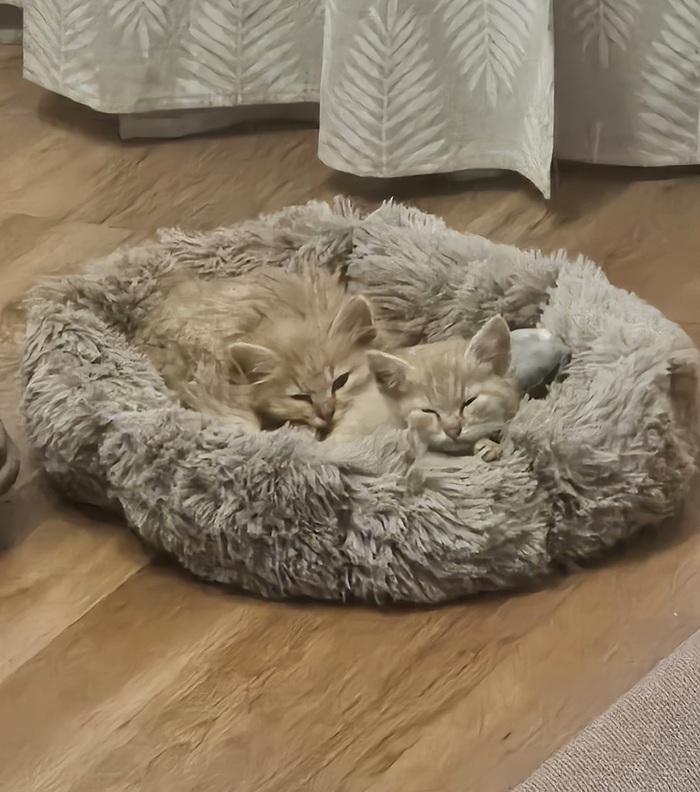 Говорят, у кота в голове один мозг. У моих два, и они постоянно спорят