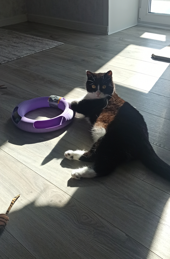 Ответ на пост «Все котов постят вот и я запощщу»