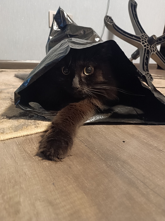 На волне, постим котикофф