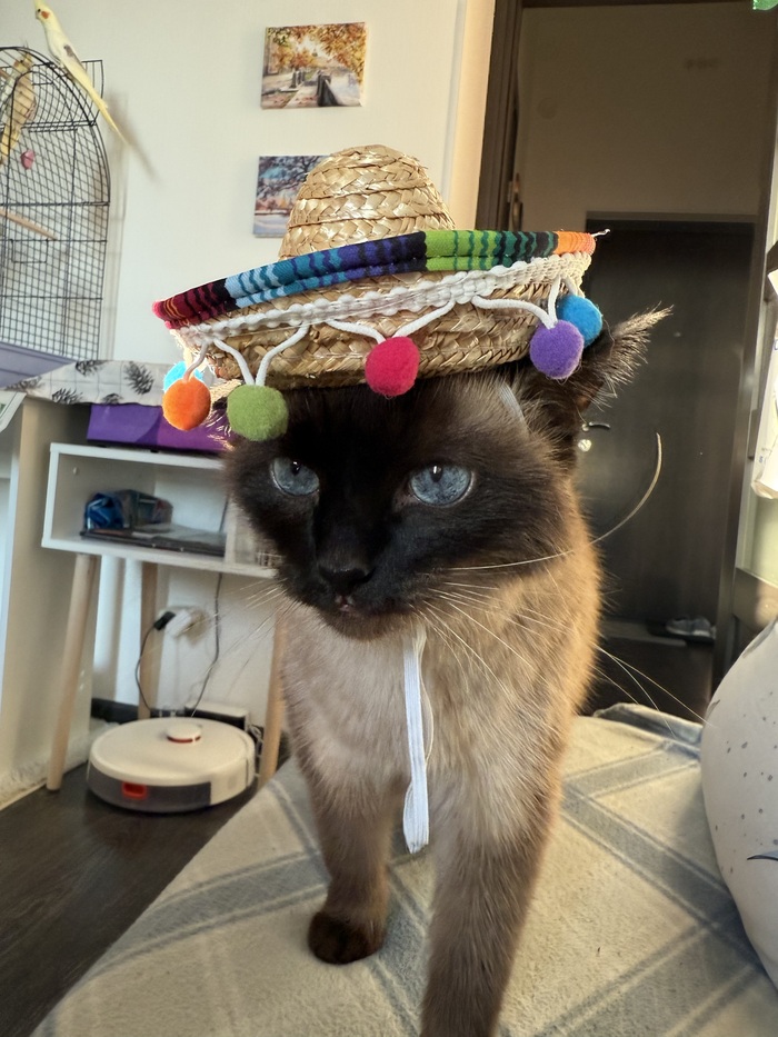 Ответ на пост «Все котов постят вот и я запощщу»