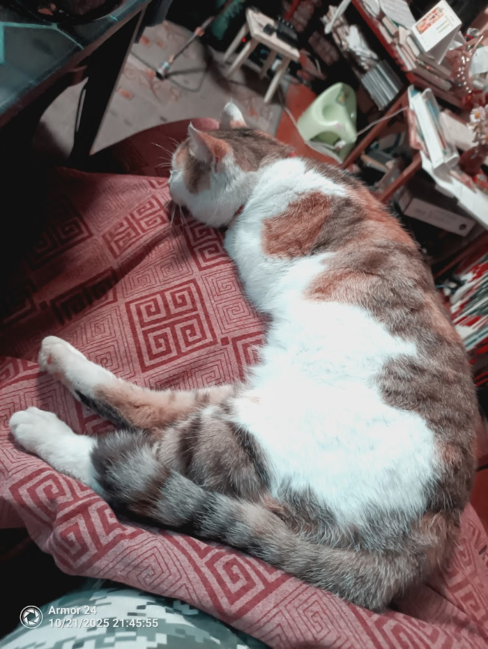 Пожилая, ленивая, вредная, но мышей ещё тягает.