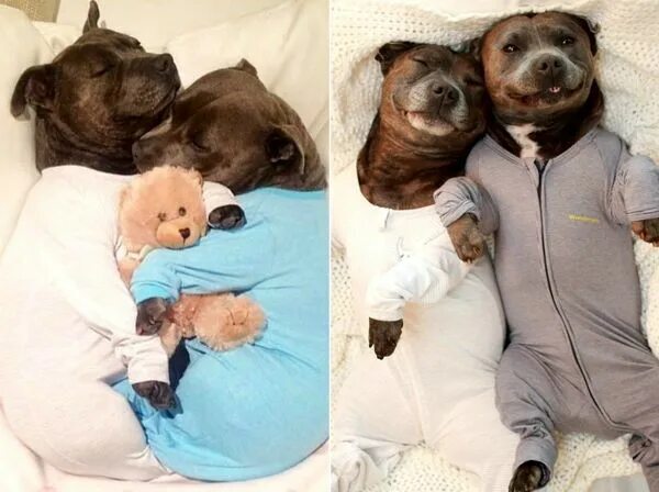 Когда со своей дамой сердца решили попрактиковаться в заботе о ребёнке на своих питомцах...