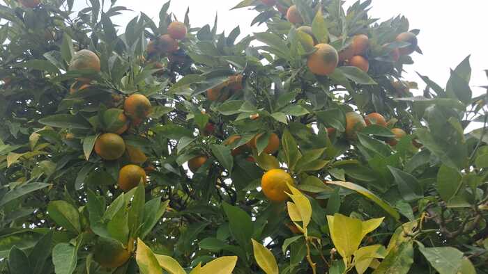 Цитрусовые