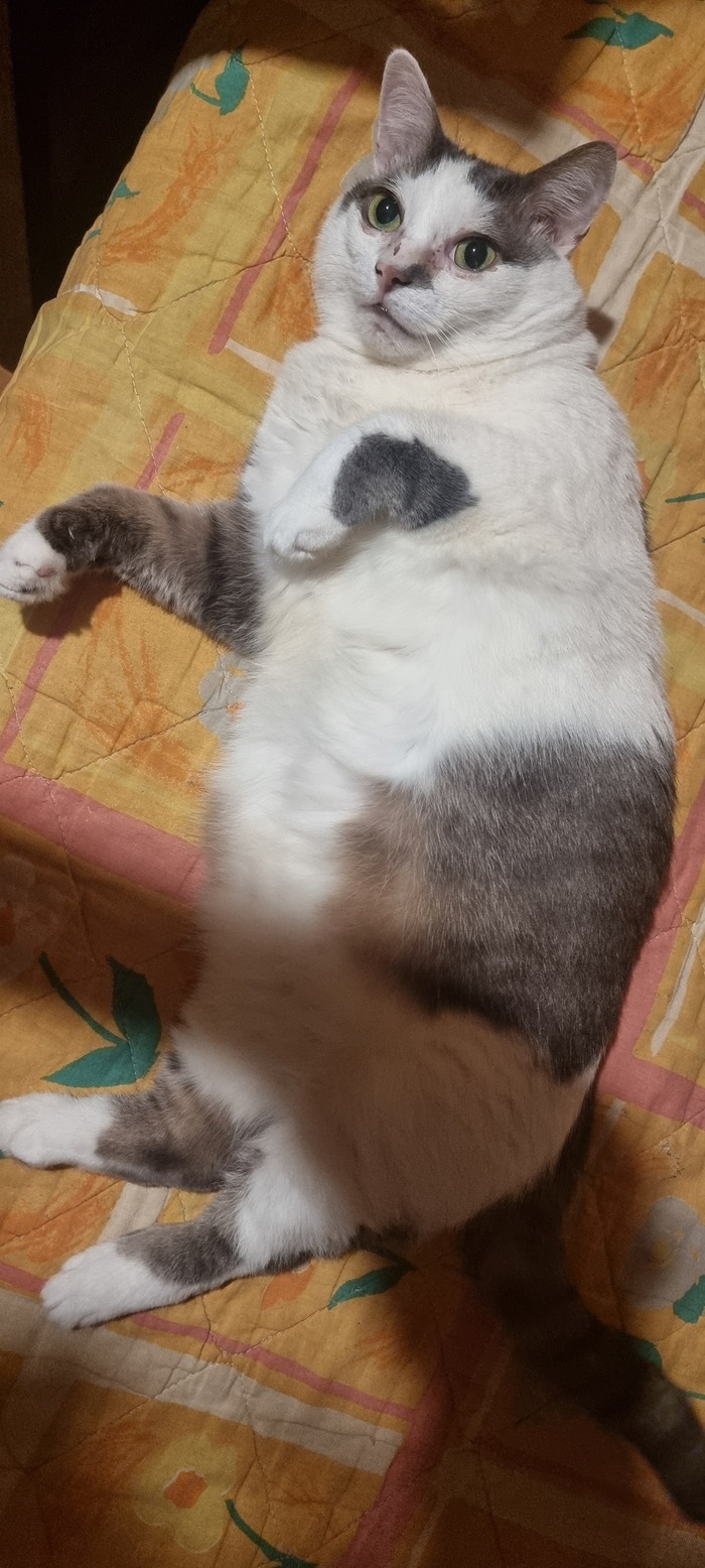 Ответ на пост «Все котов постят вот и я запощщу»