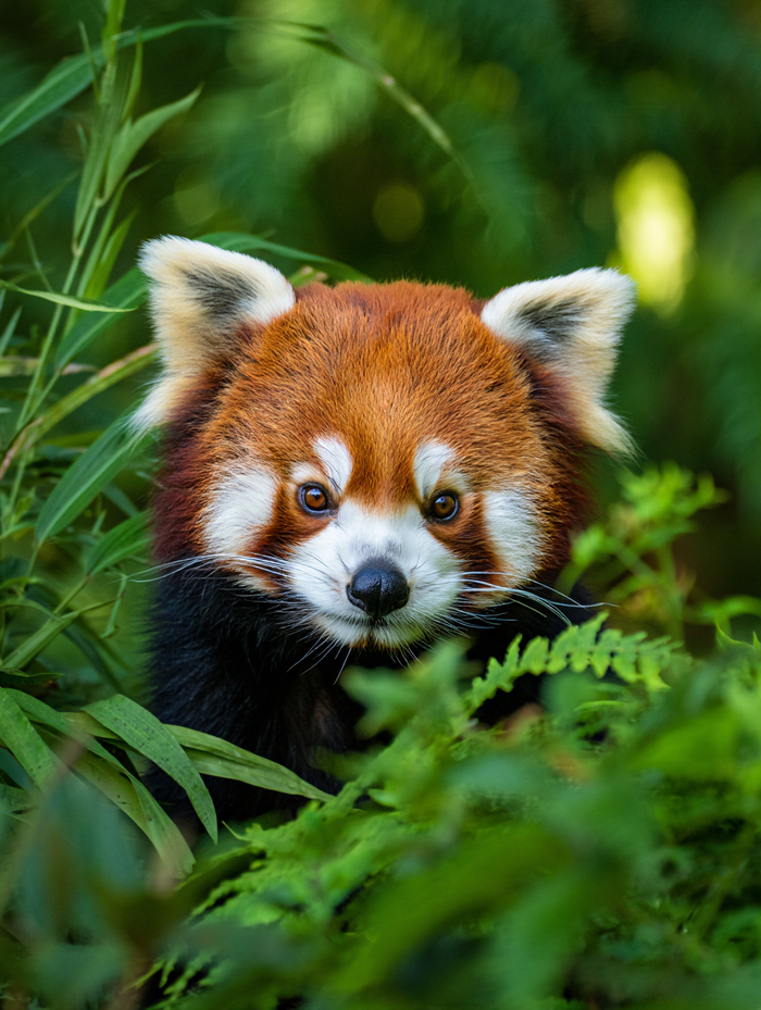 Красная панда