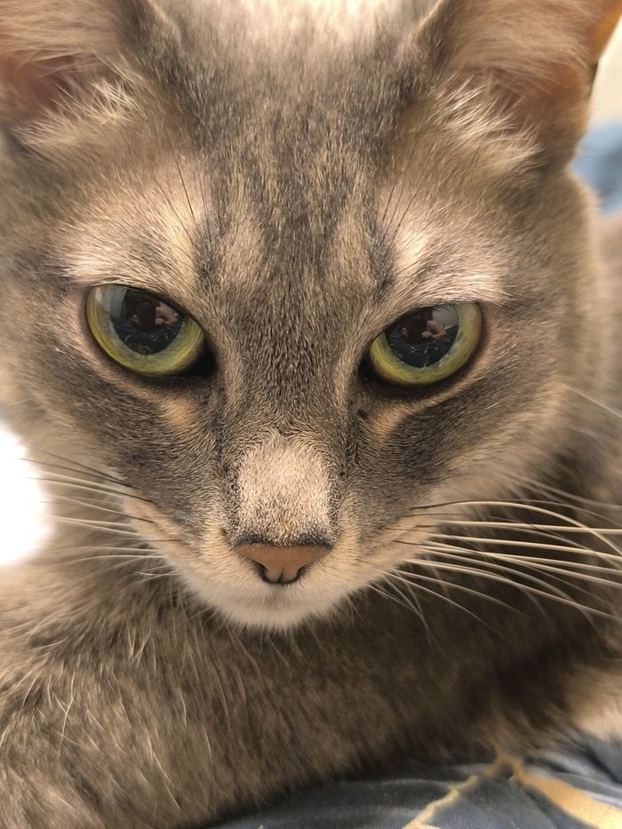 Мурка, старшая кошка в моем доме