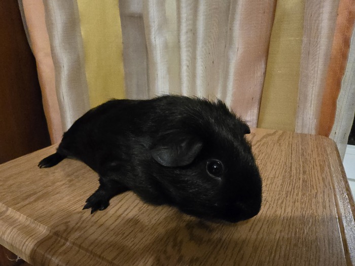 Гладкошёрстный