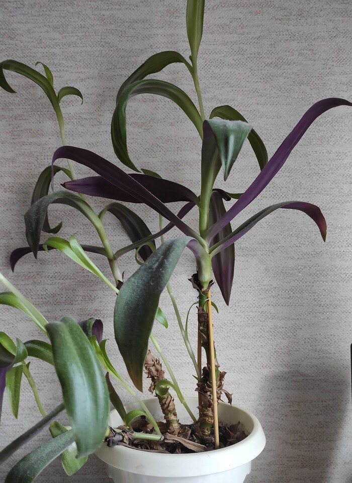 Как это растение называется ?