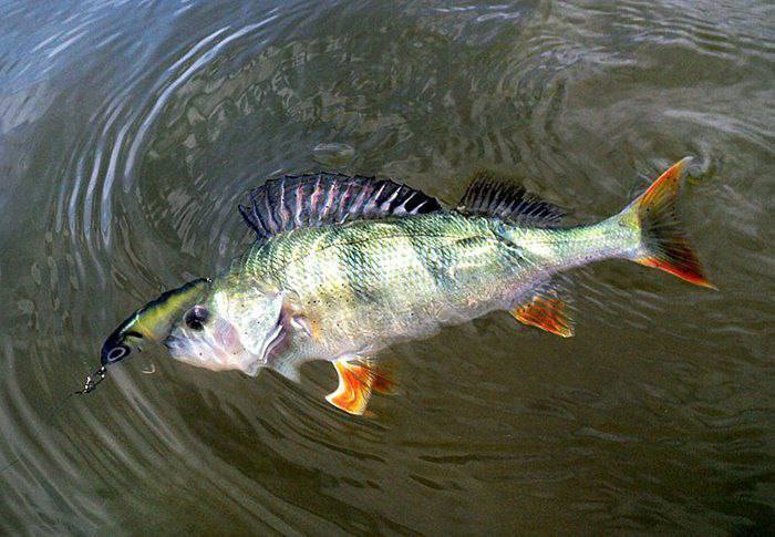 Рыбалка в ноябре