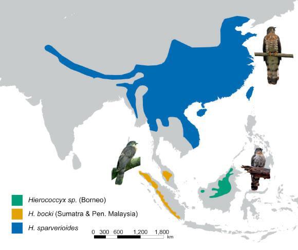 В Борнео открыли новый вид кукушки-ястреба