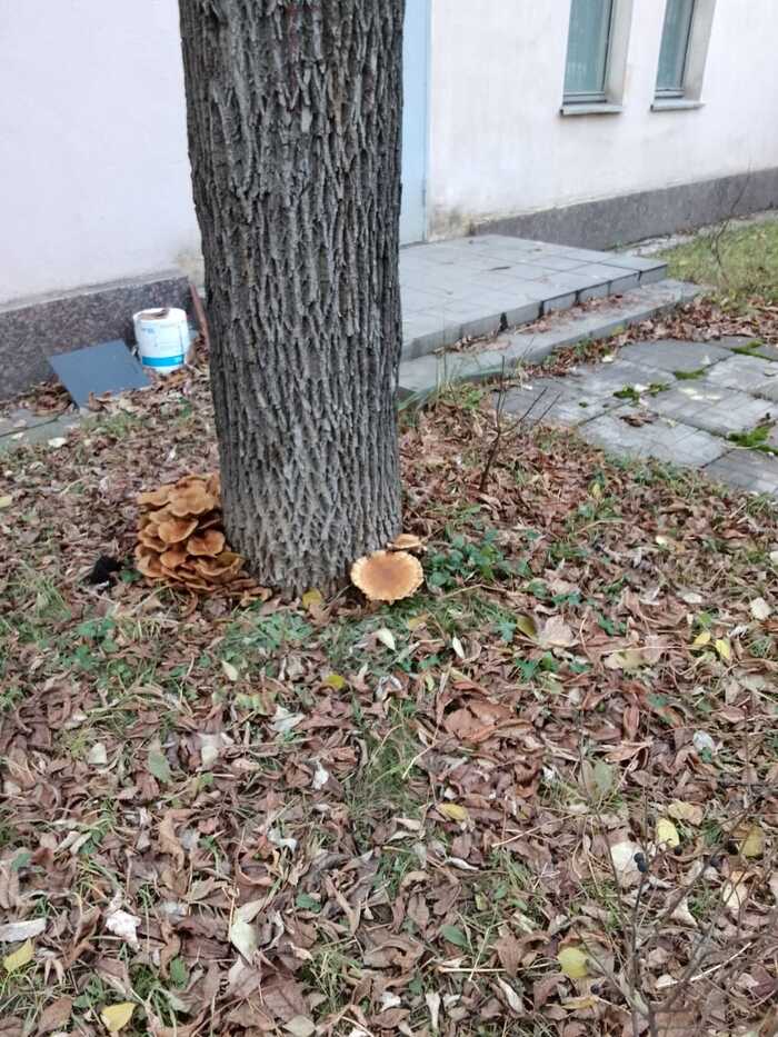 Опята не сдаются!