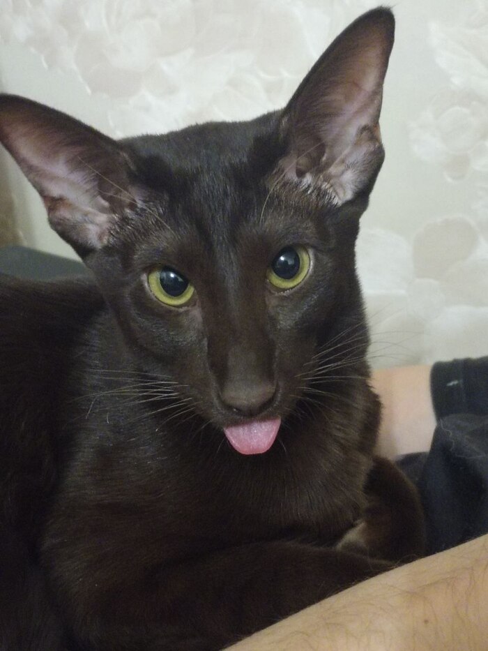 Ответ на пост «Все котов постят вот и я запощщу»