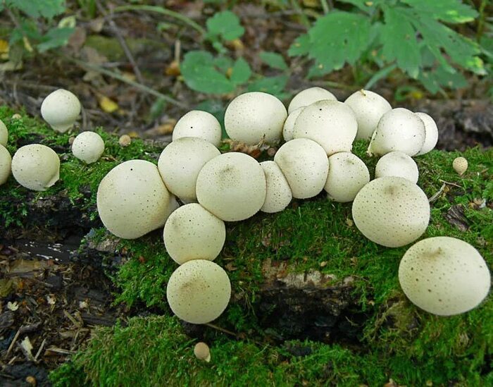 photo by: <!--noindex--><a href="https://pikabu.ru/story/dedushkin_tabak__tsyiganskaya_pudra__volchiy_puk_13407658?u=http%3A%2F%2Fmycoweb-cae.narod.ru&t=mycoweb-cae.narod.ru&h=f7c5d62d5c5cc4c079b7f4aeac3db8ee9471838a" title="http://mycoweb-cae.narod.ru" target="_blank" rel="nofollow noopener">mycoweb-cae.narod.ru</a><!--/noindex-->