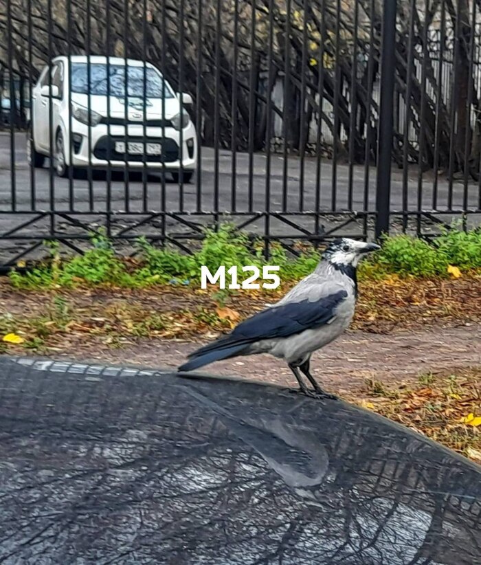 Белоголовую ворону заметили в Сокольниках. Блонд всегда в моде?