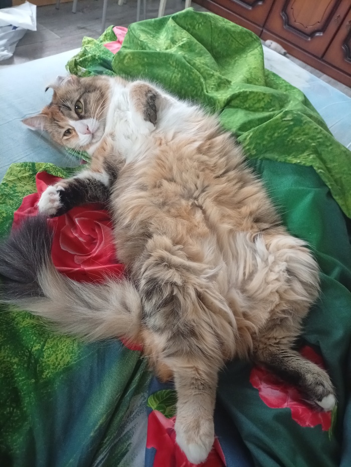 Моя кыся с новой игрушкой)