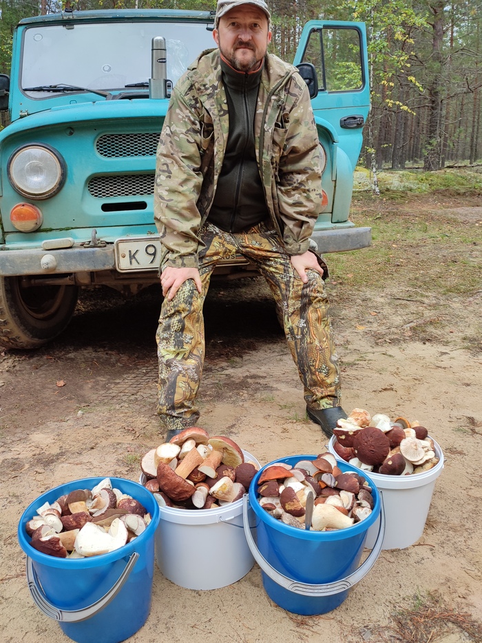 Ответ на пост «Ваше мнение, что за гриб?»