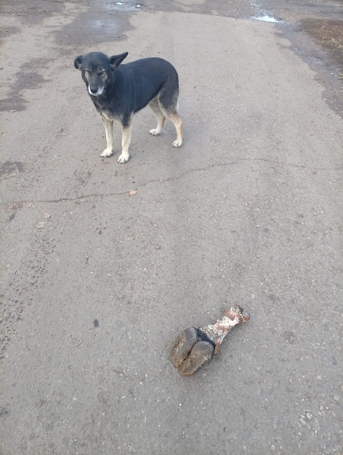 Охотничья собака