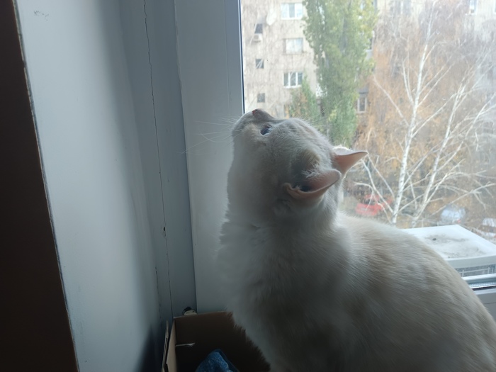 И для фанатов полминуты тихого мурчания