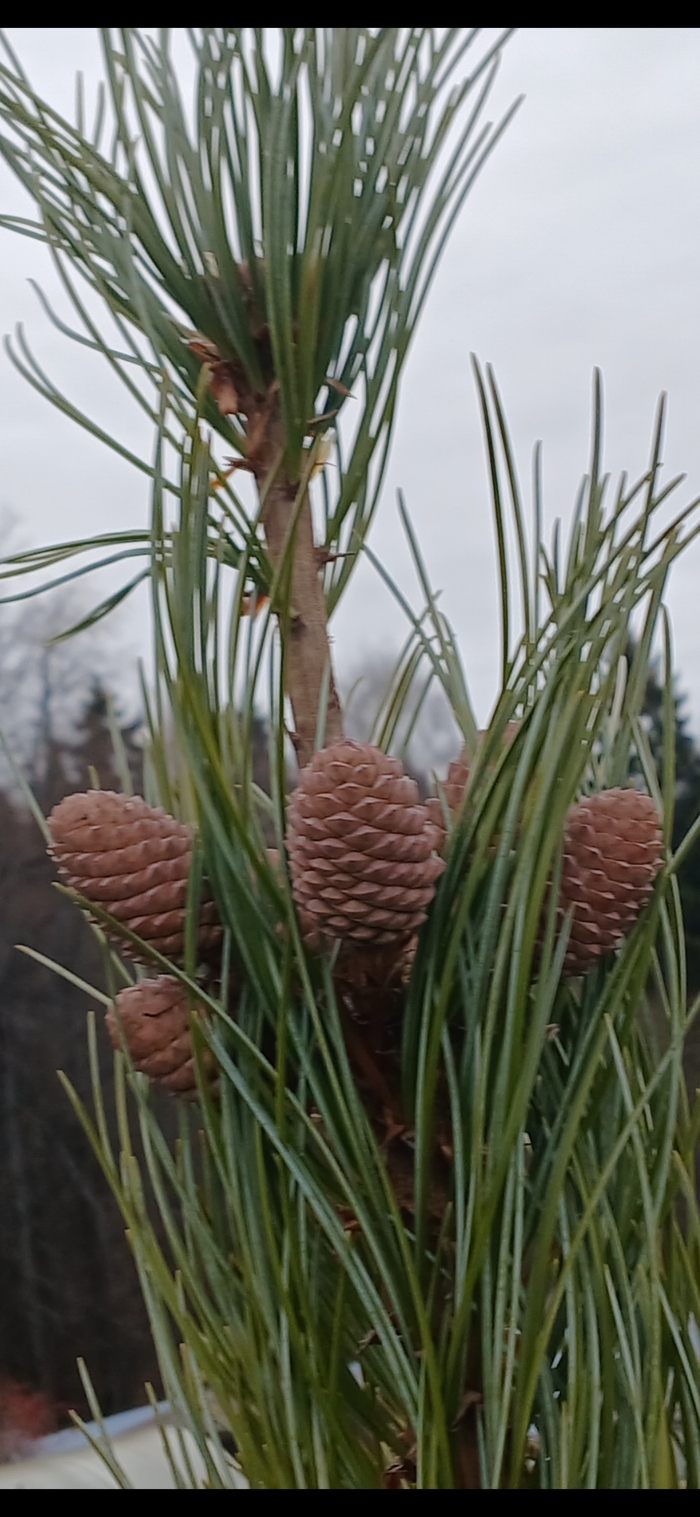 И вот, первые 7 шишек, посчитаны, занесены в журнал учёта, поставлены под круглосуточное наблюдение
