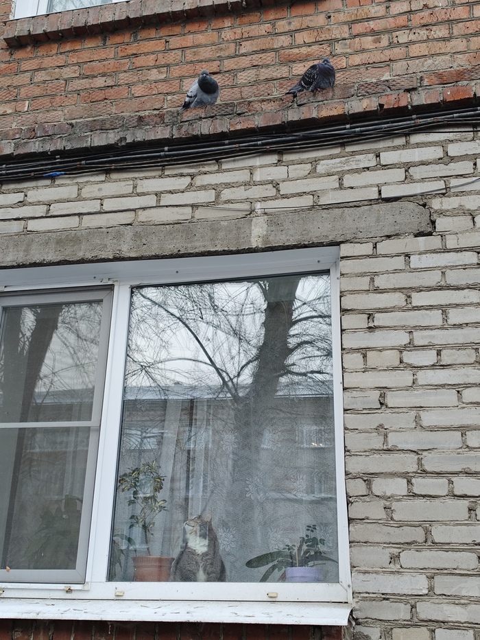 Вольное и домашневое