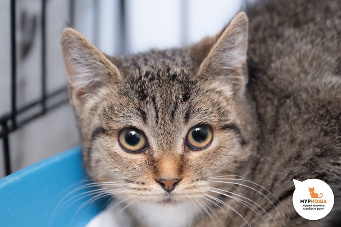 Котёнок-девочка Айна, 6 месяцев, найдена на улице.