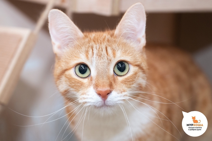 Кошка Флорса, 4 года, найдена на улице в районе ВДНХ.