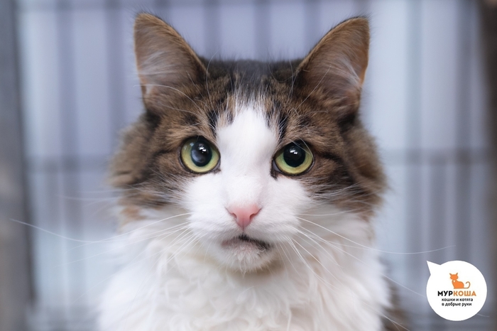 Кошка Спотти, 4 года, найдена на улице.