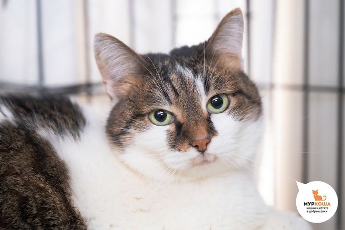 Кошка Лизонька, 10 лет, поступила с передержки. Диагностирован ВЛК. Пристраивается единственной кошечкой в семью или в семью с кошками-носителями ВЛК. ВЛК не опасен для человека и животных других видов и не передается им. Требуется внимание к здоровью.