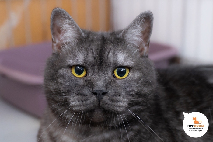 Кошка Тигрелла, 6 лет, найдена в подъезде.