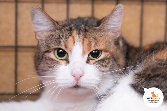 Кошка Муренси, 5 лет, найдена на улице.