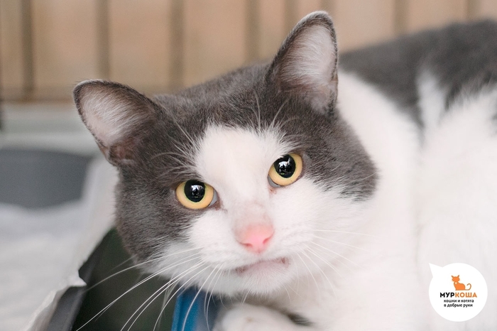 Кот Аист, 6 лет, найден на улице.