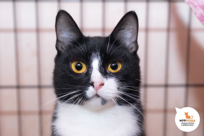 Кошка Бирочка, 1 год, найдена на улице.